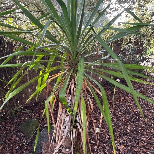 Yucca flaccida Leaf