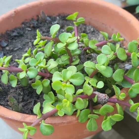 Portulacaria afra Leaf