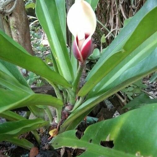 Philodendron wendlandii Λουλούδι