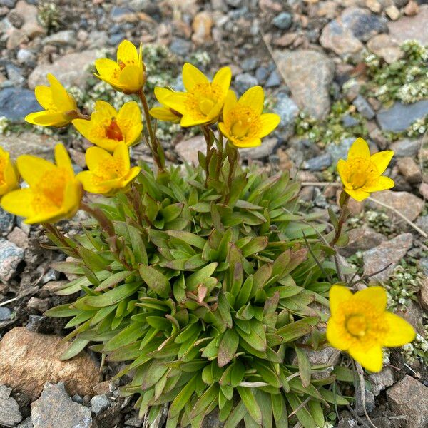 Saxifraga hirculus Liść