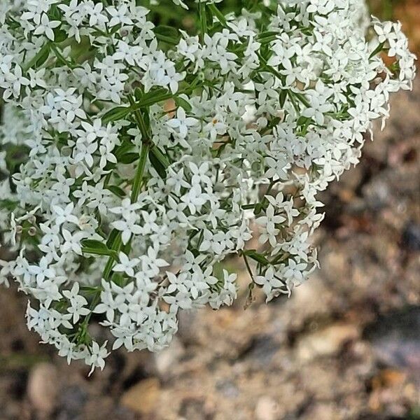 Galium boreale Floro