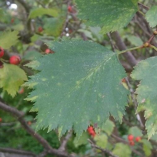 Crataegus coccinea Deilen