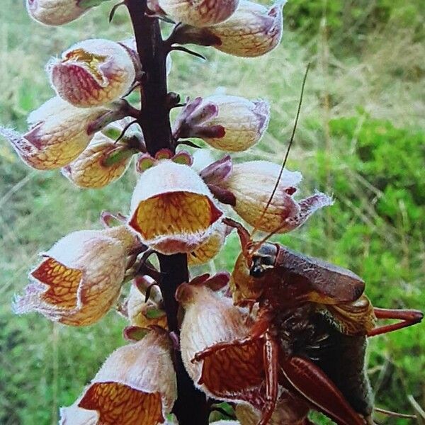 Digitalis ferruginea Flor