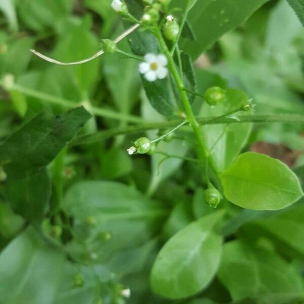 Samolus valerandi Flor