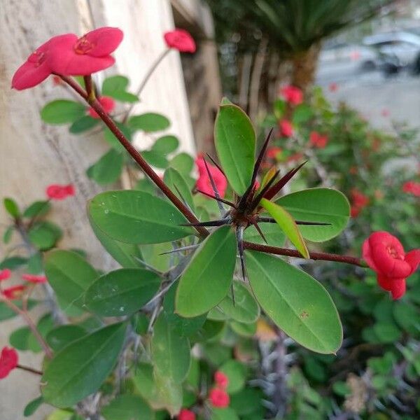 Euphorbia milii Flor