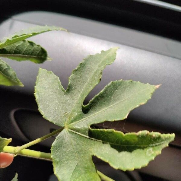 Hibiscus striatus Leaf