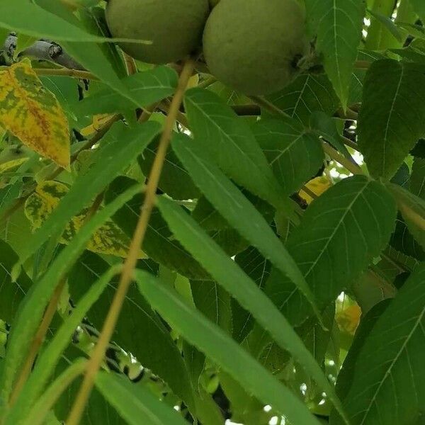 Juglans nigra 果