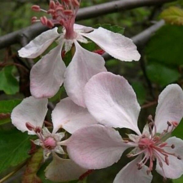 Malus coronaria Flors