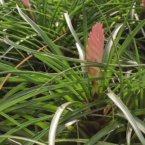 Tillandsia guatemalensis Ліст