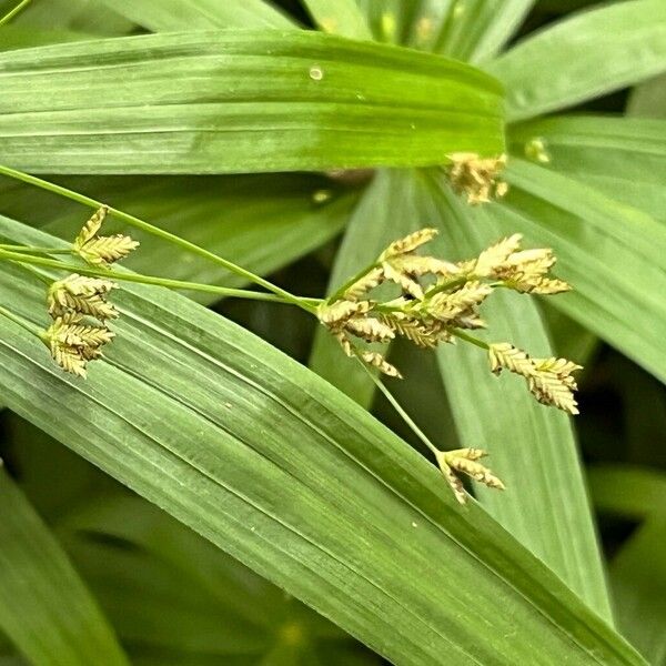 Cyperus alterniflorus ফুল