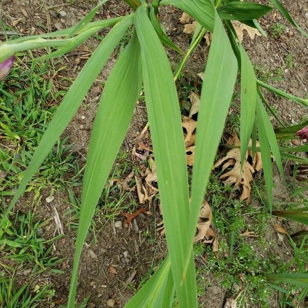 Gladiolus communis Foglia