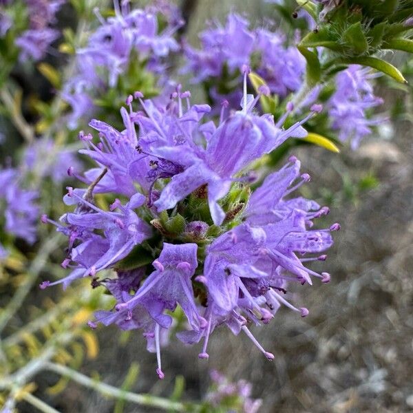 Thymbra capitata Flors