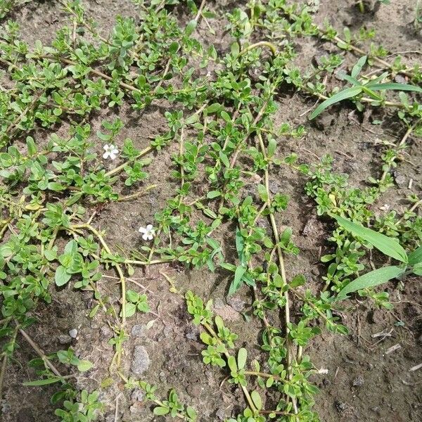 Bacopa monnieri Fiore