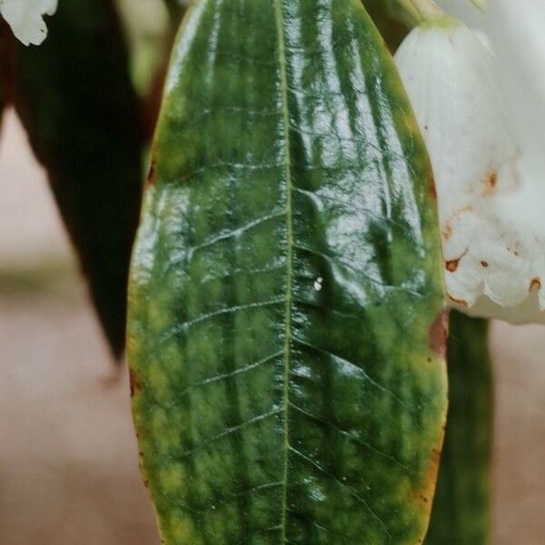 Rhododendron argyrophyllum Blatt