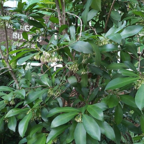 Ardisia elliptica Blüte