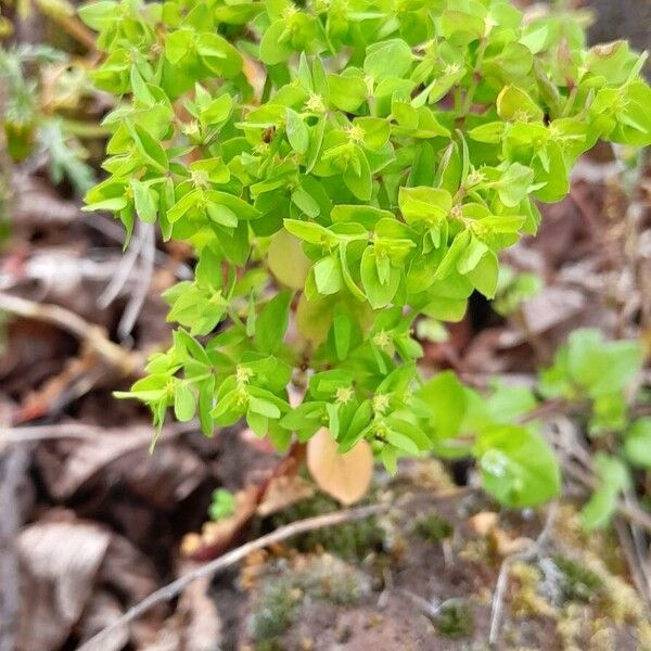 Euphorbia peplus Plante entière