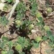 Medicago rigidula 葉