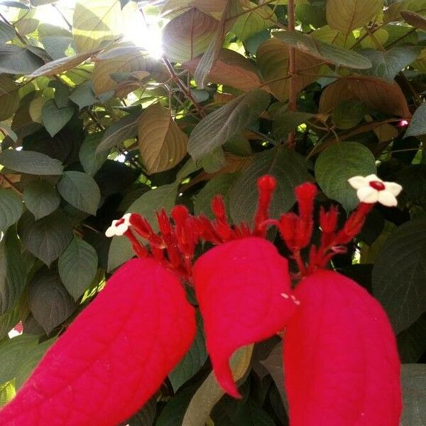 Mussaenda erythrophylla Fiore