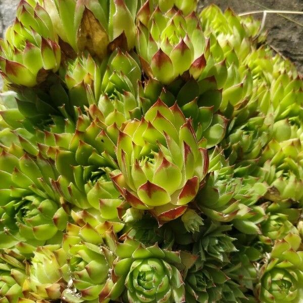 Sempervivum tectorum Folla