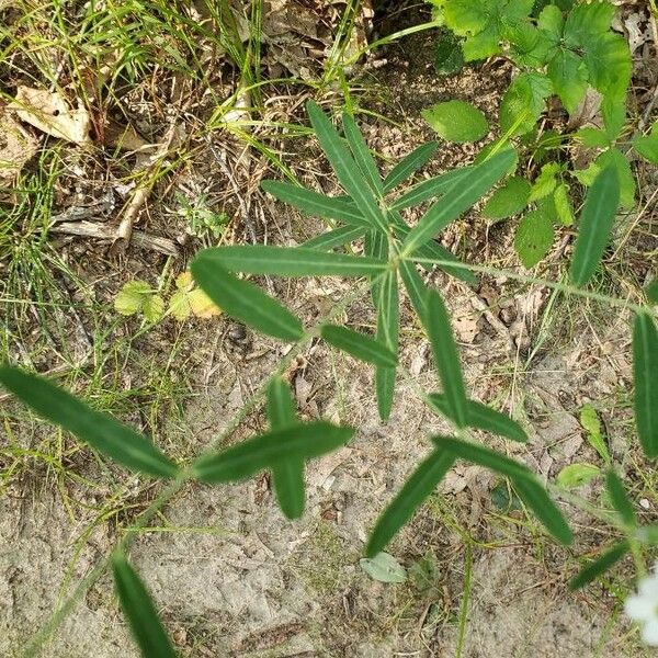 Euphorbia corollata Leaf