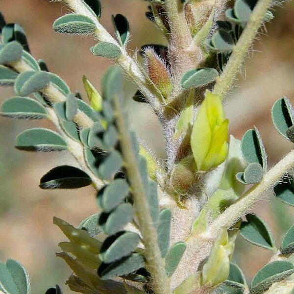 Astragalus trigonus Flower