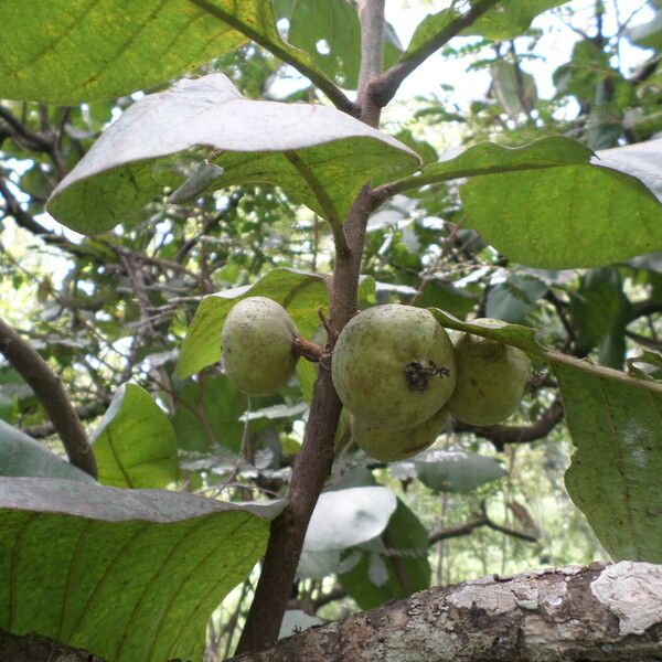 Uapaca pilosa Frukt