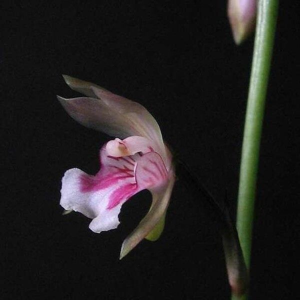 Eulophia maculata Flower