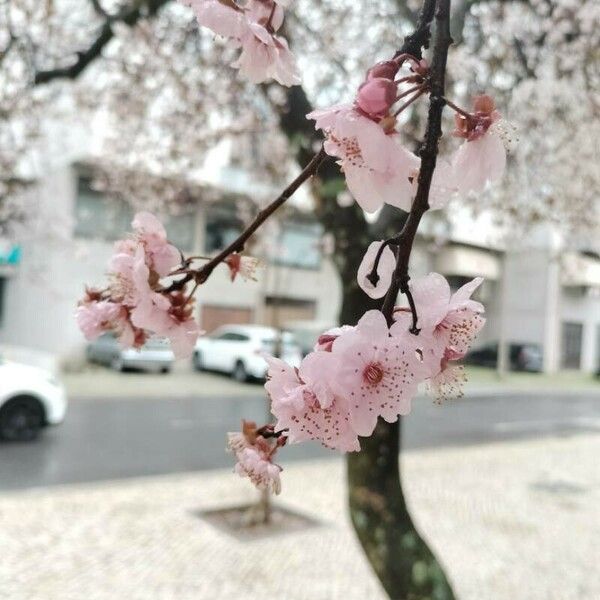 Prunus × subhirtella ফুল