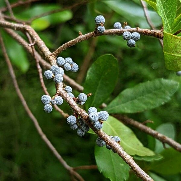 Myrica caroliniensis Vili