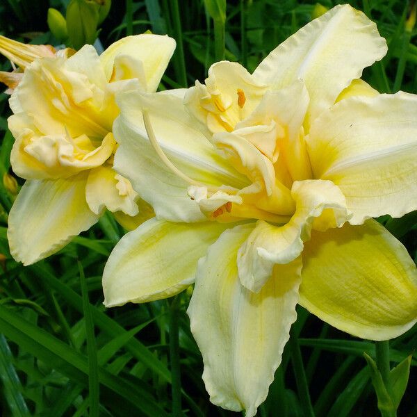 Hemerocallis lilioasphodelus Flower