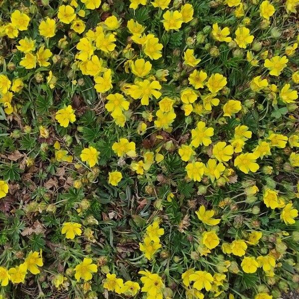 Potentilla pedata Квітка