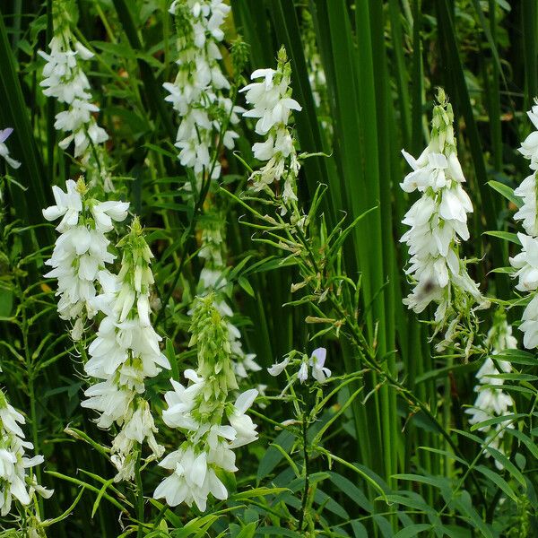 Galega officinalis Flor