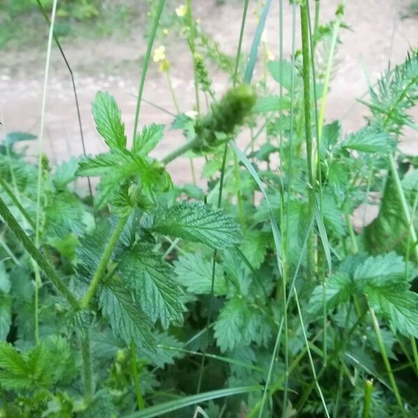 Agrimonia eupatoria Fuelha