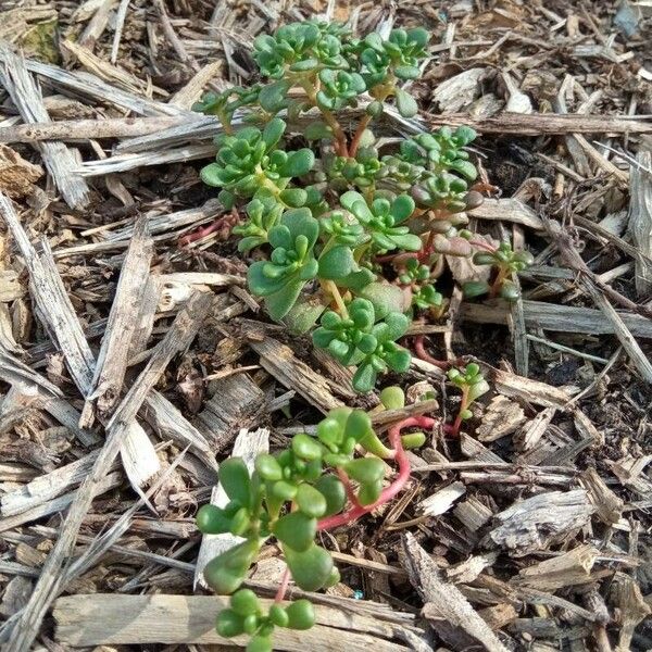 Sedum oreganum Φύλλο