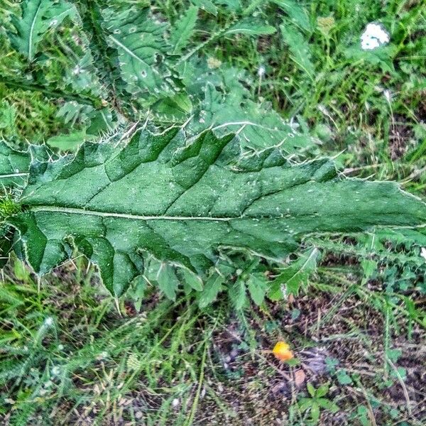 Carduus crispus Leaf