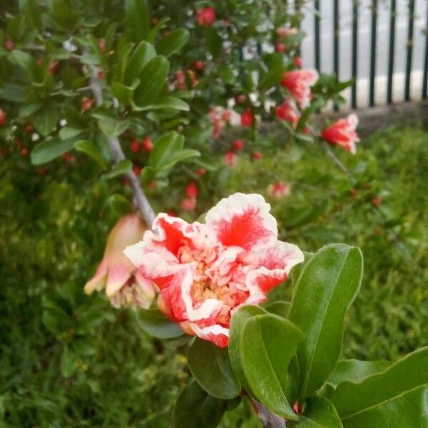 Punica granatum Flower