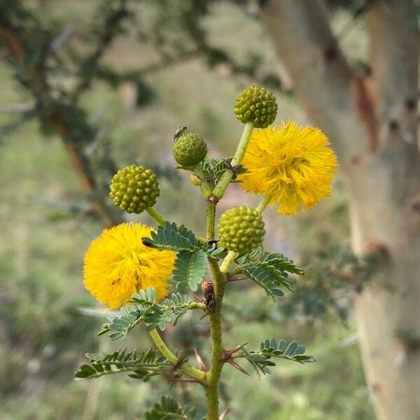 Acacia seyal Květ