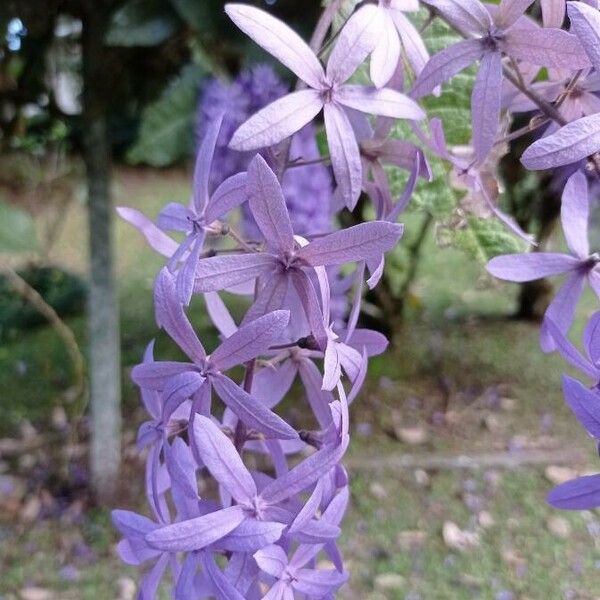 Petrea volubilis Çiçek