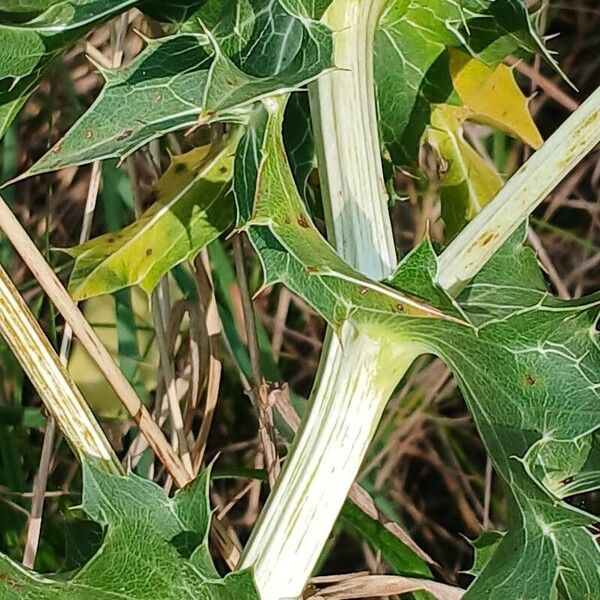 Eryngium campestre 樹皮