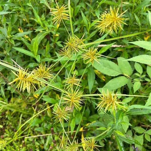 Cyperus odoratus Flower