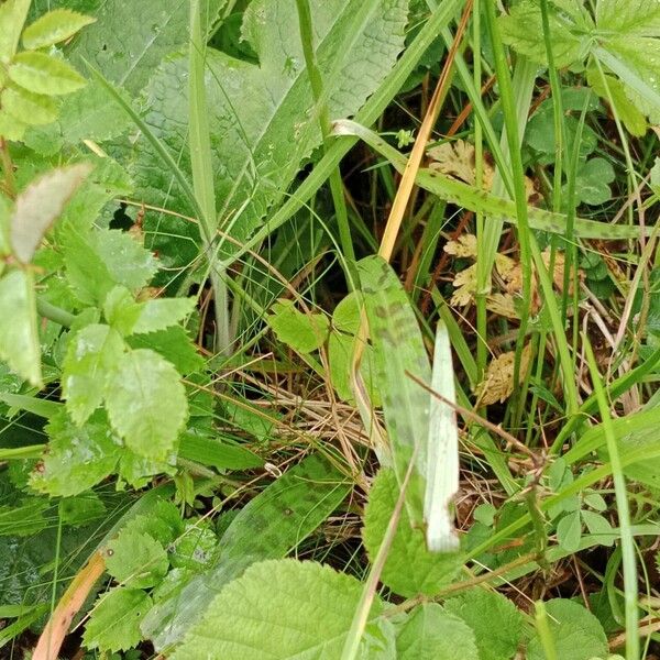 Dactylorhiza fuchsii Лист