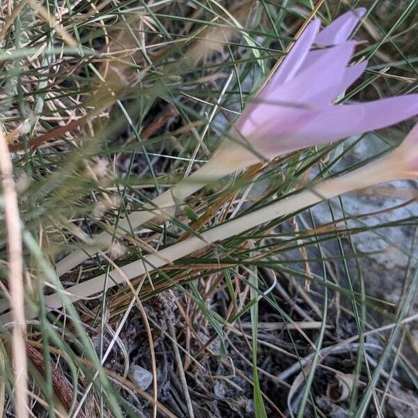 Colchicum montanum Ostatní