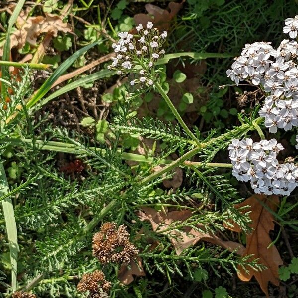 Achillea millefolium Habit