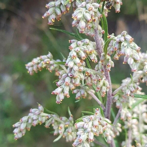 Artemisia vulgaris Virág