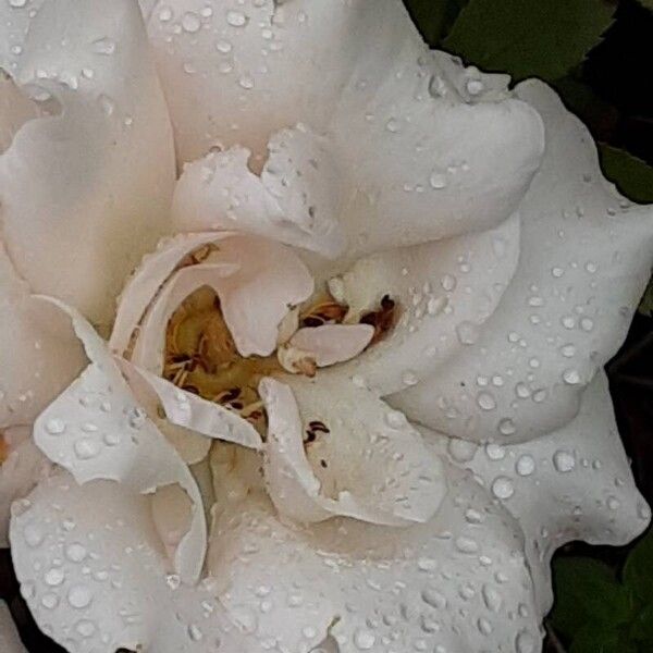 Rosa moschata Flower