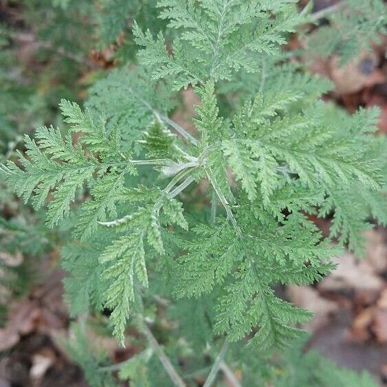 Artemisia annua List