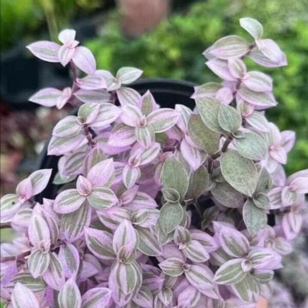 Callisia repens Leaf