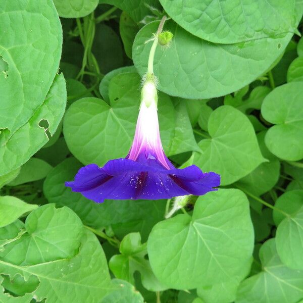 Ipomoea hederifolia 花