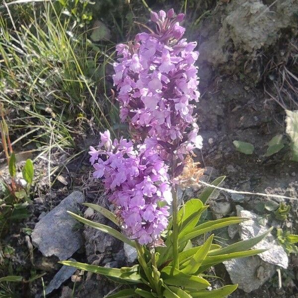 Gymnadenia conopsea Flor