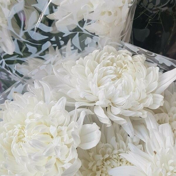 Chrysanthemum × morifolium Flower